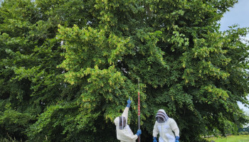 Provincie Oost-Vlaanderen trekt budget uit voor bestrijding Aziatische hoornaar