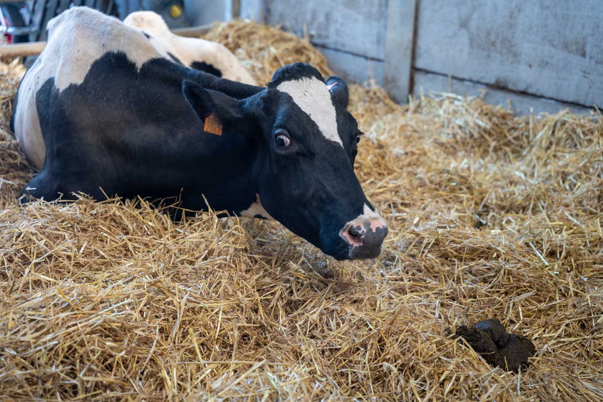 Eerste schijf van miljoenencampagne blauwtongvaccin uitbetaald