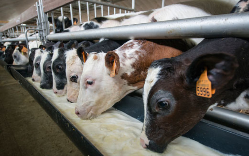Florerende kalverhouderij kijkt tegen “onmogelijke stikstofdoelstellingen" aan