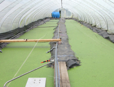 Milieuvriendelijker vlees dankzij eendenkroos