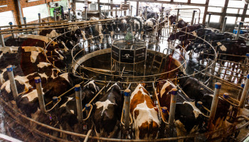 Hoge concentratie van vogelgriepvirus in melk van besmette koeien in VS