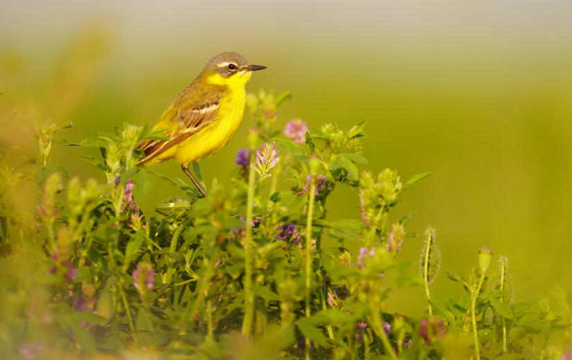 Broedvogels op landbouwakkers fors afgenomen