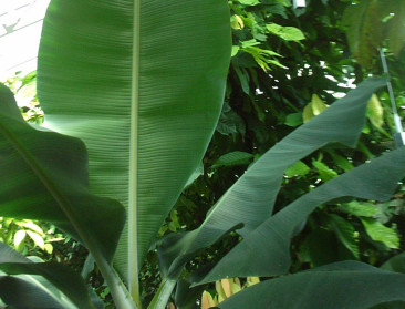 Labo tropische plantenteelt wil onderzoek verruimen