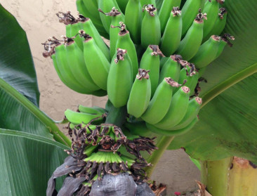 "De wereld heeft nieuwe, slimme bananen nodig"