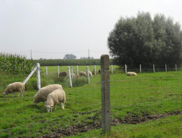 Acht schapen doodgebeten in Ranst