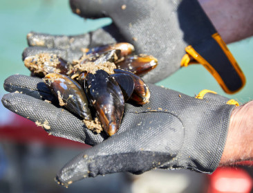 Colruyt Group oogst eerste Vlaamse mosselen van zeeboerderij
