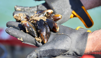 Colruyt Group oogst eerste Vlaamse mosselen van zeeboerderij