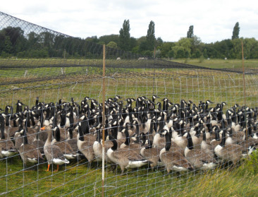Vraat, uitwerpselen en verslemping: ANB maakt ganzenplan
