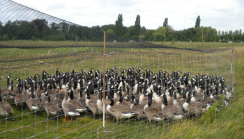 Vraat, uitwerpselen en verslemping: ANB maakt ganzenplan
