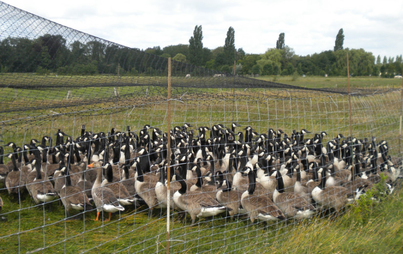 Vraat, uitwerpselen en verslemping: ANB maakt ganzenplan