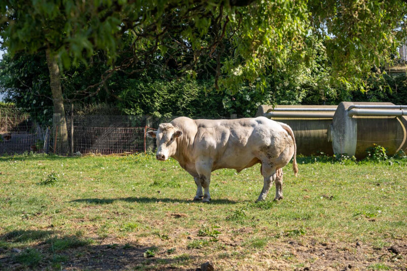 Stier op het bedrijf van Dries Paelinck in Lokeren