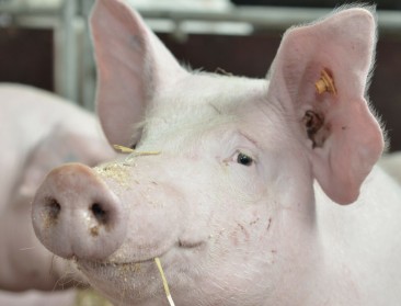 Varkenssector halveert CO2-uitstoot met circulaire voeders