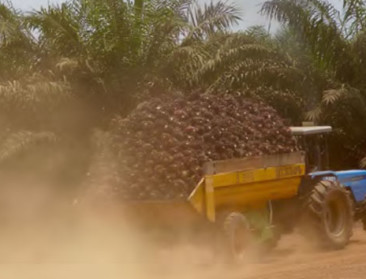 Klacht tegen ING wegens financiering palmolie