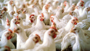Pluimveesector wil opnieuw quota voor import van pluimveeproducten uit Oekraïne