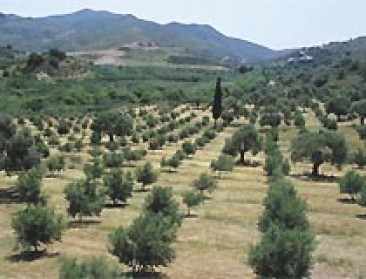 Italië verliest zijn olijfbomen