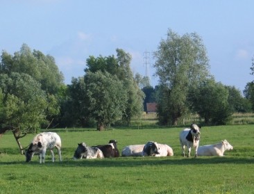 Minister Brouns werkt aan oplossing voor botsende methaan- en stikstofregels in melkveehouderij
