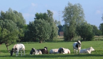 Minister Brouns werkt aan oplossing voor botsende methaan- en stikstofregels in melkveehouderij