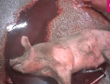 Varkenshouders veroordelen "gruwel" in slachthuis Tielt