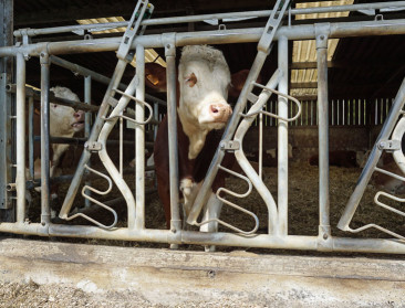 "Handhaaf inkomenssteun naast plattelandsbeleid"