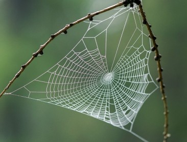 Hoe dichter de bebouwing, hoe minder diersoorten
