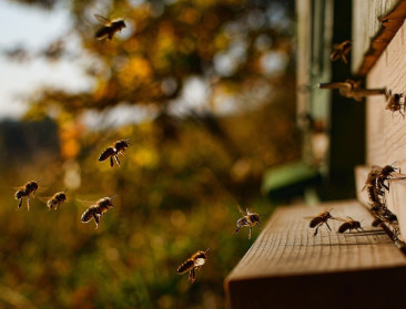 Allereerste vaccin voor honingbijen moet kolonies beschermen tegen vuilbroed