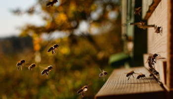 Allereerste vaccin voor honingbijen moet kolonies beschermen tegen vuilbroed