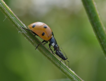 UGent en HoGent lanceren consortium rond biostimulantia