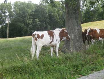 Bosaanplanting kost landbouwgrond in Vlaamse Ardennen