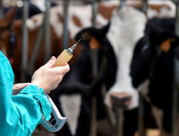 Belgische landbouwsector vindt steeds moeilijker dierenartsen