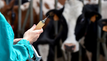 Belgische landbouwsector vindt steeds moeilijker dierenartsen