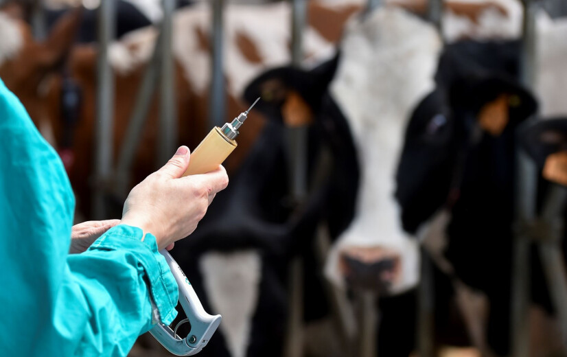 Europese dierenartsen pleiten voor brede vaccinatiestrategie: “Sleutel tot veerkrachtige landbouw”