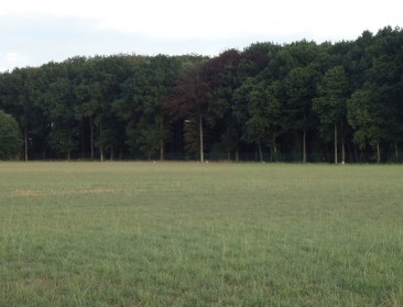 Bijkomende versoepeling van voorwaarden groenbedekkers