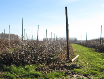 Fruitsector verliest interesse in rooipremie