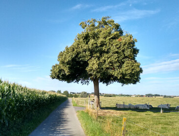 Al 343 gratis bomen geplant om vee in weide natuurlijke beschutting te bieden