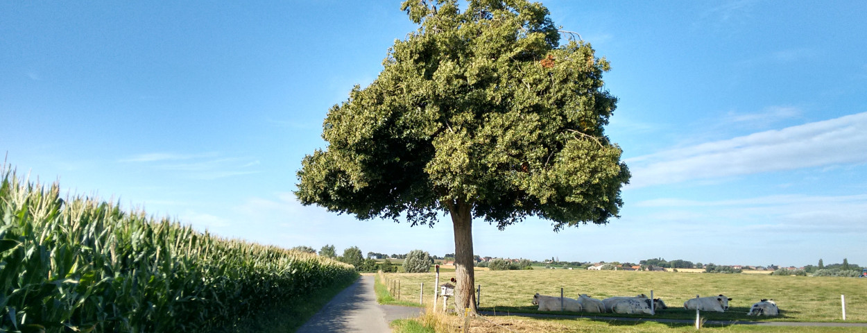 boom schaduw koeien hitte _Regionale landschappen