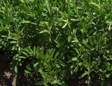 Eerste stap richting meer droogteresistente linzen