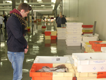 Nieuwe visquota wellicht gunstig voor Vlaamse vloot