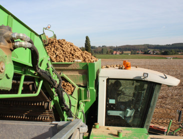 Overaanbod en minder export: “Nog twee moeilijke jaren voor aardappelsector”