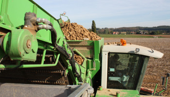 Overaanbod en minder export: “Nog twee moeilijke jaren voor aardappelsector”