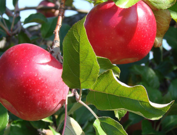 Belchim Crop Protection neemt opnieuw concurrent over