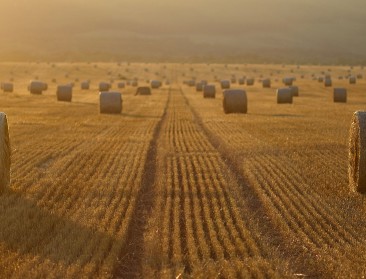 Rekent Orbán zich rijk met landbouwsubsidies?