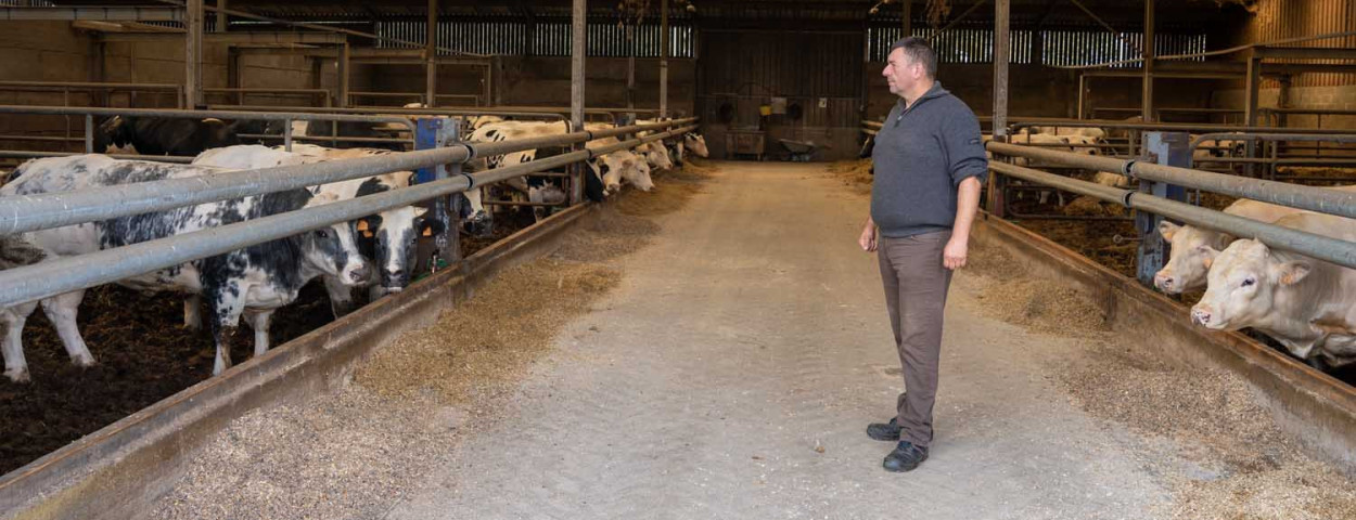 Jost Meesters in Zutendaal, Belgisch Witblauw afmestbedrijf2