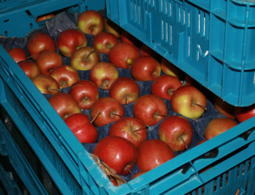 "Wereldwijde pitfruitproductie zal verder stijgen"