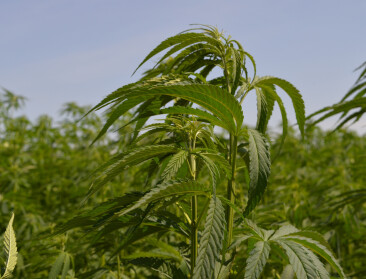 Test met hennep in Gentse haven om PFAS uit de bodem te zuiveren