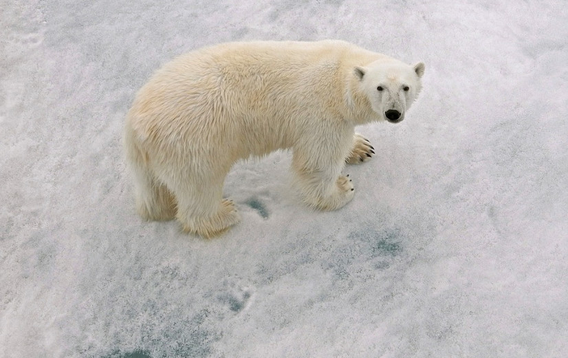 Internationaal Gerechtshof: “Landen zijn verplicht schade aan klimaat te voorkomen”