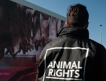 Animal Rights dient nieuwe klacht in tegen varkensslachthuis Tielt