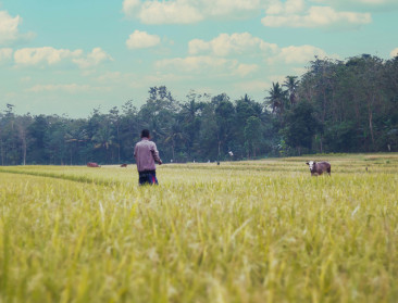 Indonesië gaat 1 miljoen melkkoeien importeren om melkproductie te verdrievoudigen