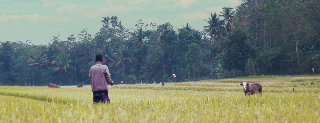 Indonesië koeien