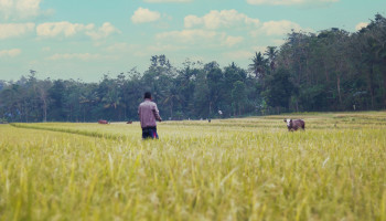 Indonesië gaat 1 miljoen melkkoeien importeren om melkproductie te verdrievoudigen