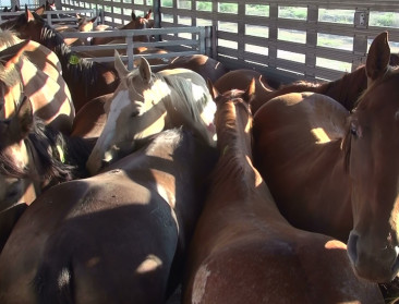 Europa schort de import van paardenvlees uit Mexico op